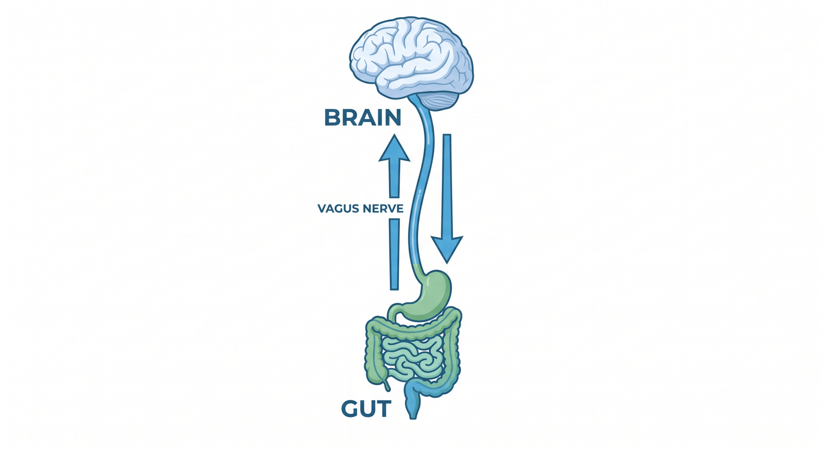 Why Does My Stomach Hurt When I'm Anxious gut-brain axis diagram explaining why stomach hurts when anxious