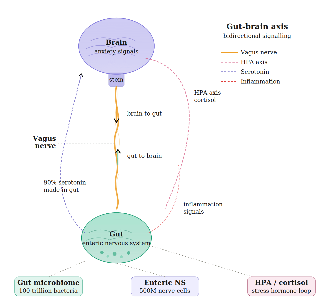 Gut-brain axis diagram showing bidirectional communication via the vagus nerve, HPA axis, serotonin pathway and enteric nervous system