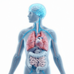 vagus nerve exercises for anxiety showing nerve pathway from brain to gut