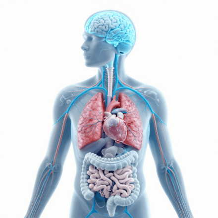 vagus nerve exercises for anxiety showing nerve pathway from brain to gut